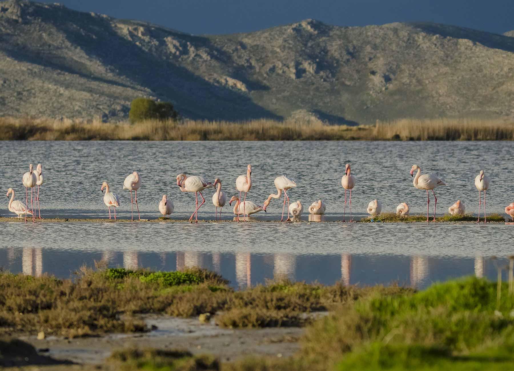 Discover Kos Island